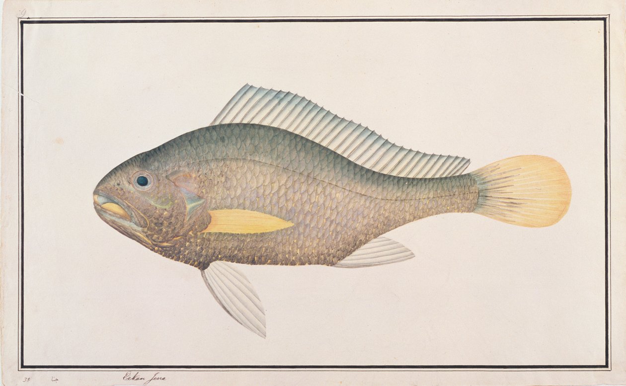 Croaker, from Drawings of Fishes from Malacca, c.1805-18 by Chinese School