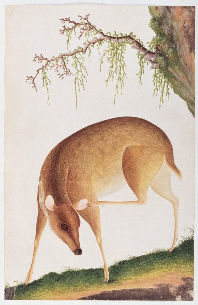 Fawn, from Drawings of Animals, Insects and Reptiles from Malacca by Chinese School