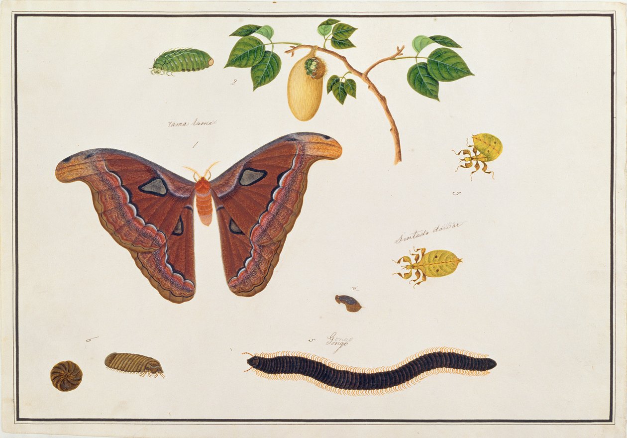 Six Arthropods, from Drawings of Animals, Insects and Reptiles from Malacca by Chinese School
