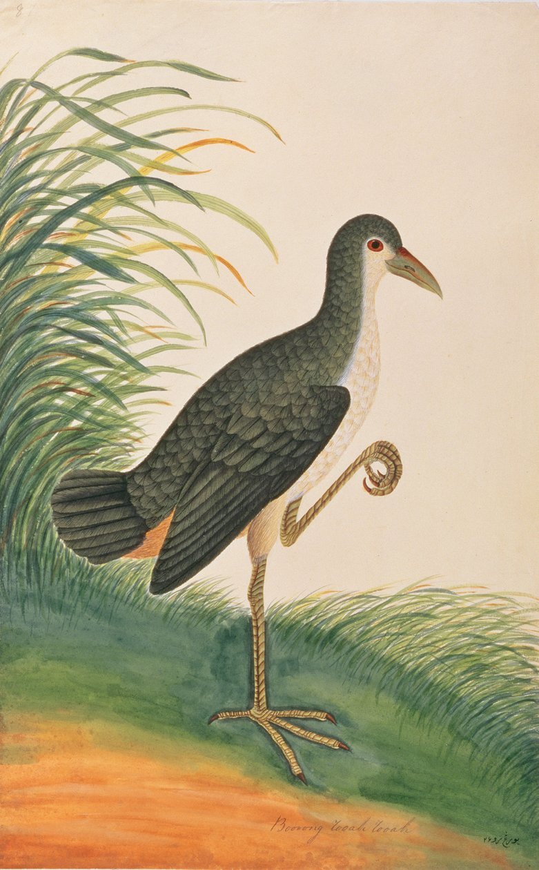 White-breasted Waterhen, from Drawings of Birds from Malacca by Chinese School