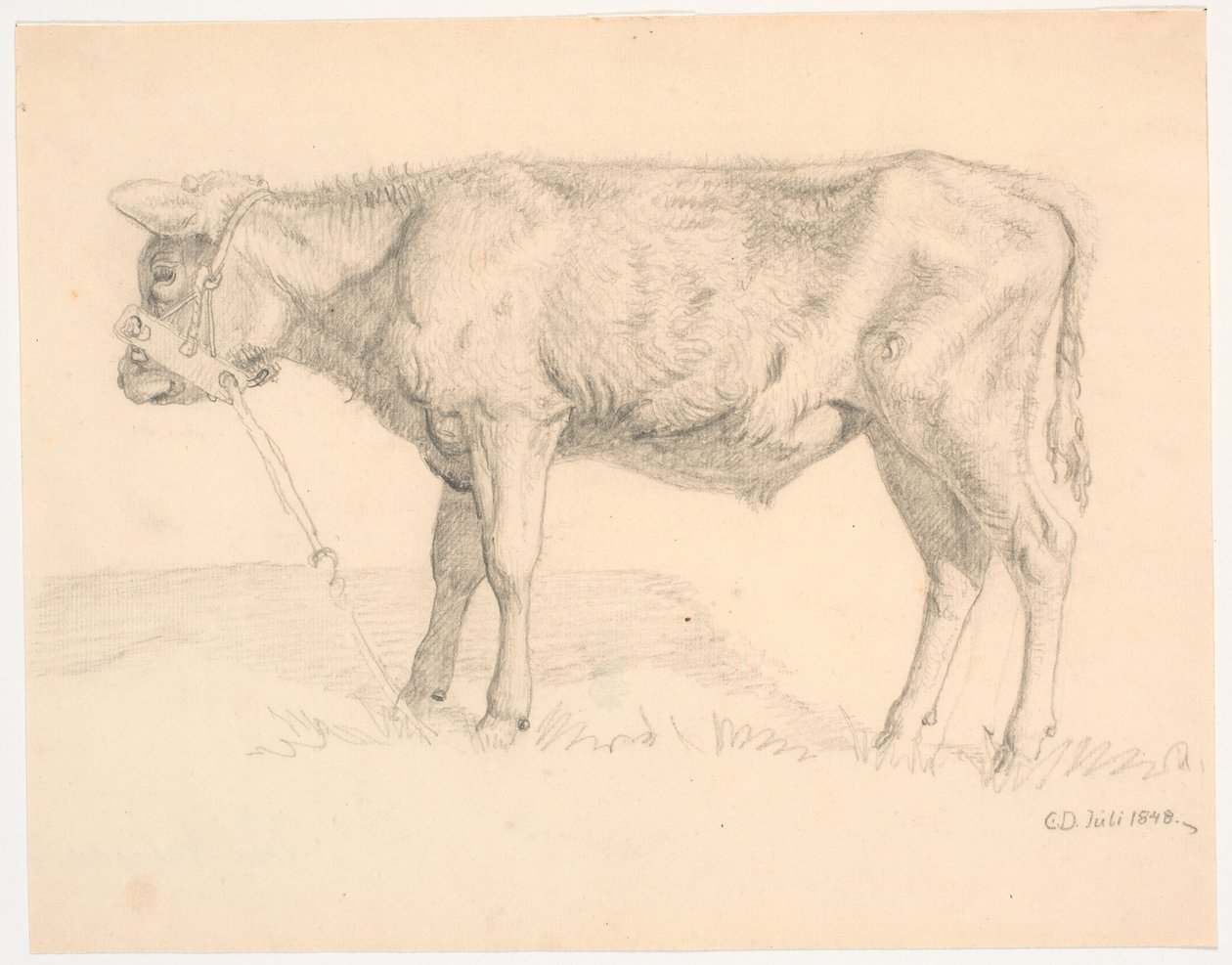 A Bull Calf by Christen Dalsgaard