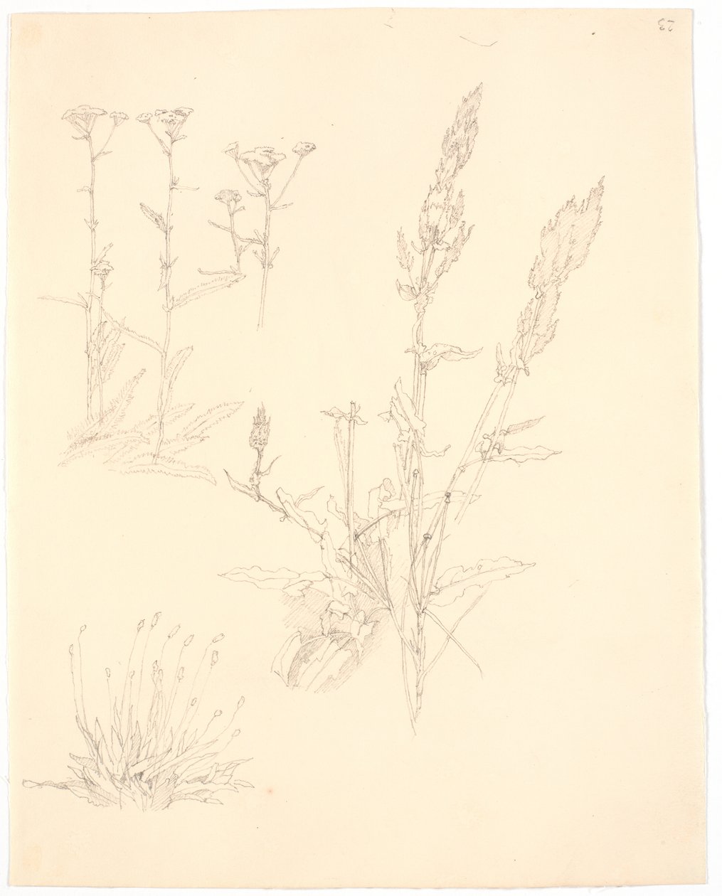 Plant Studies by Christen Købke