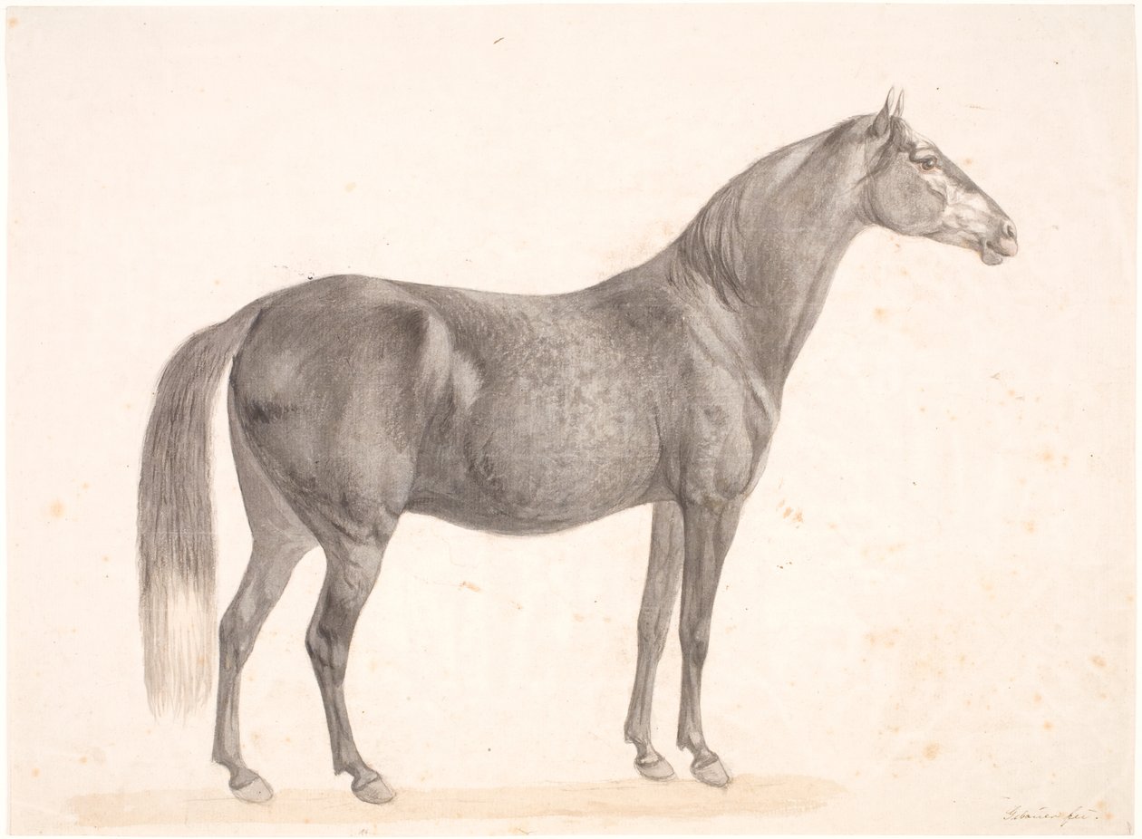 Black Horse by Christian David Gebauer
