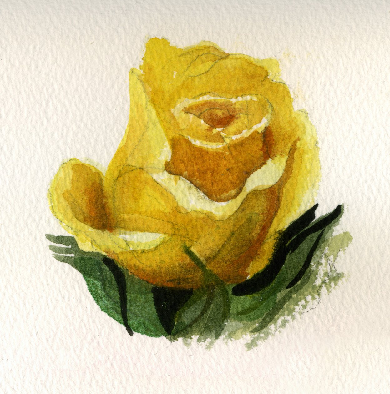 Yellow Rose by Christian Furr