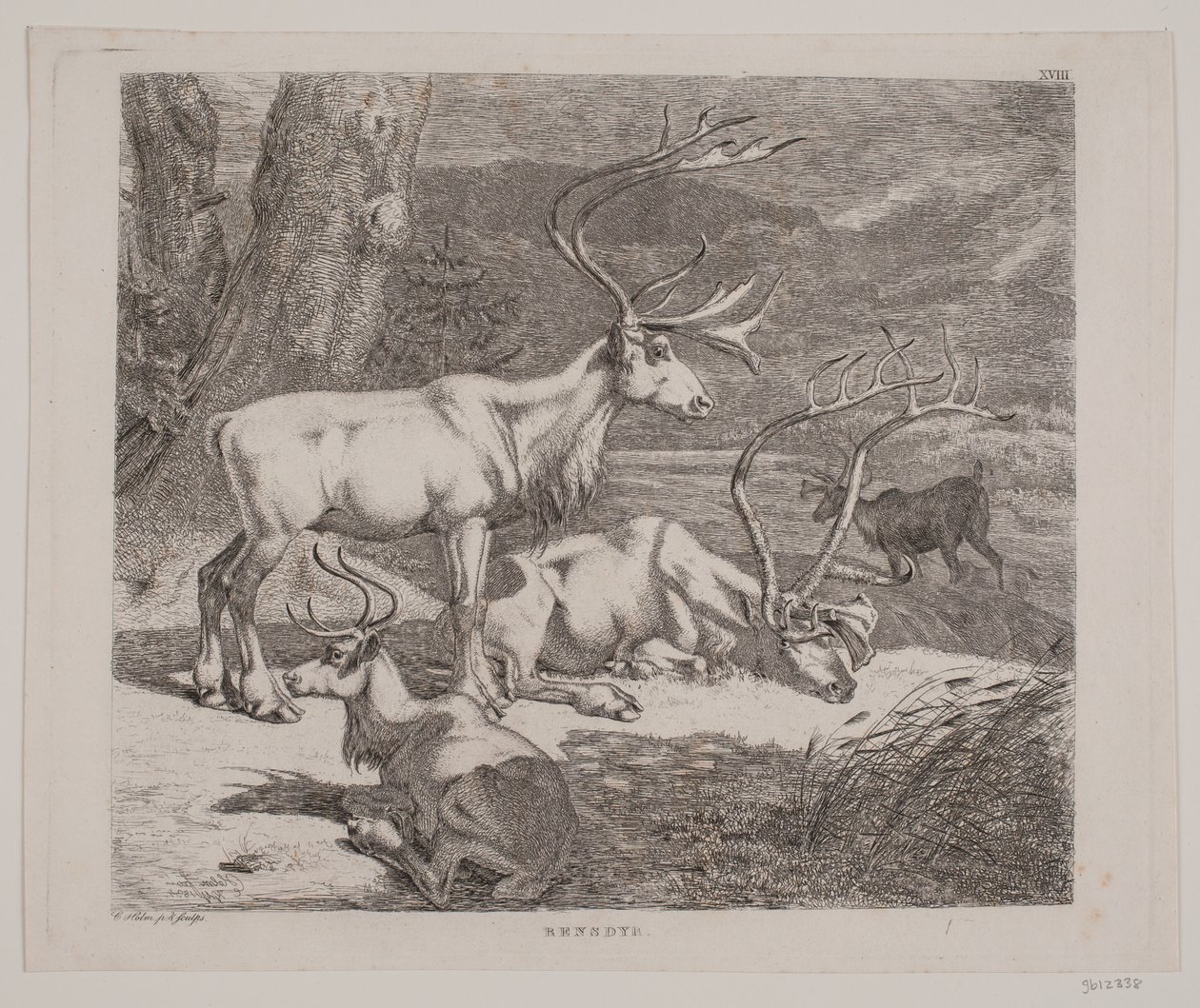 Reindeer by Christian Holm