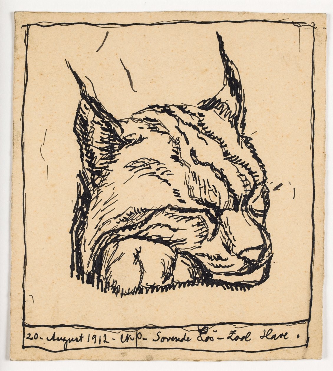 Sleeping Lynx by Christian Kongstad Petersen