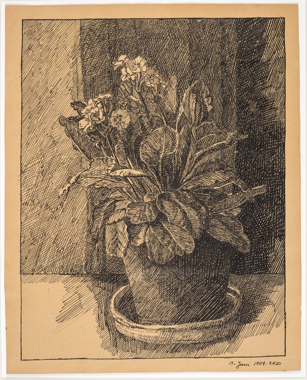 Flowerpot with Primula by Christian Kongstad Petersen