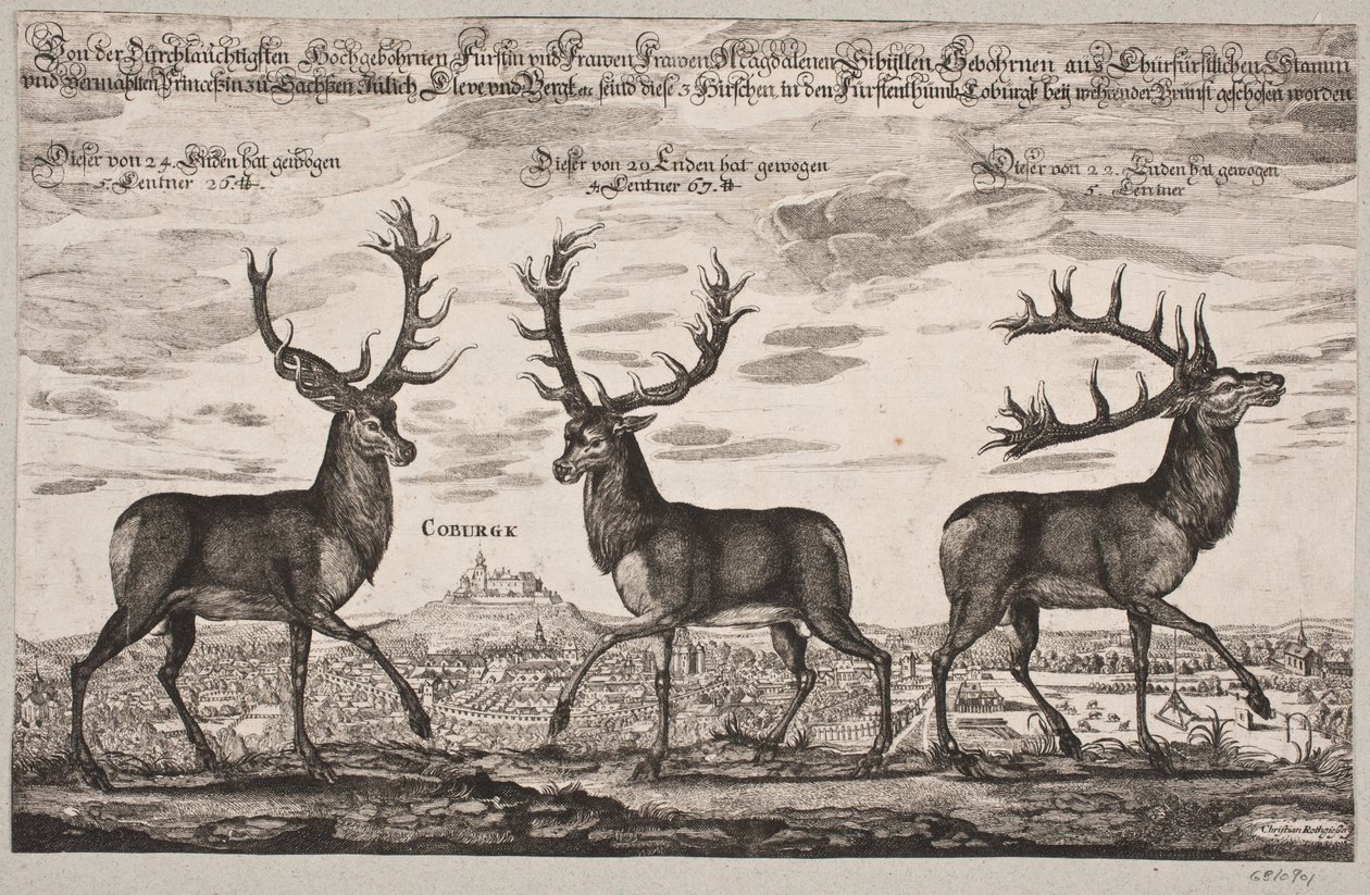 Three Red Deer, Shot in Coburg by Christian Rothgiesser