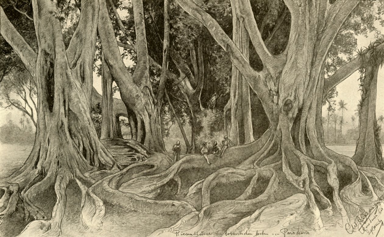 Giant trees in the botanical gardens, Peradeniya, Kandy, Ceylon, 1898 by Christian Wilhelm Allers