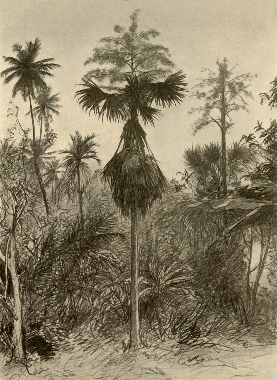 Talipot palm after flowering, Ceylon, 1898 by Christian Wilhelm Allers