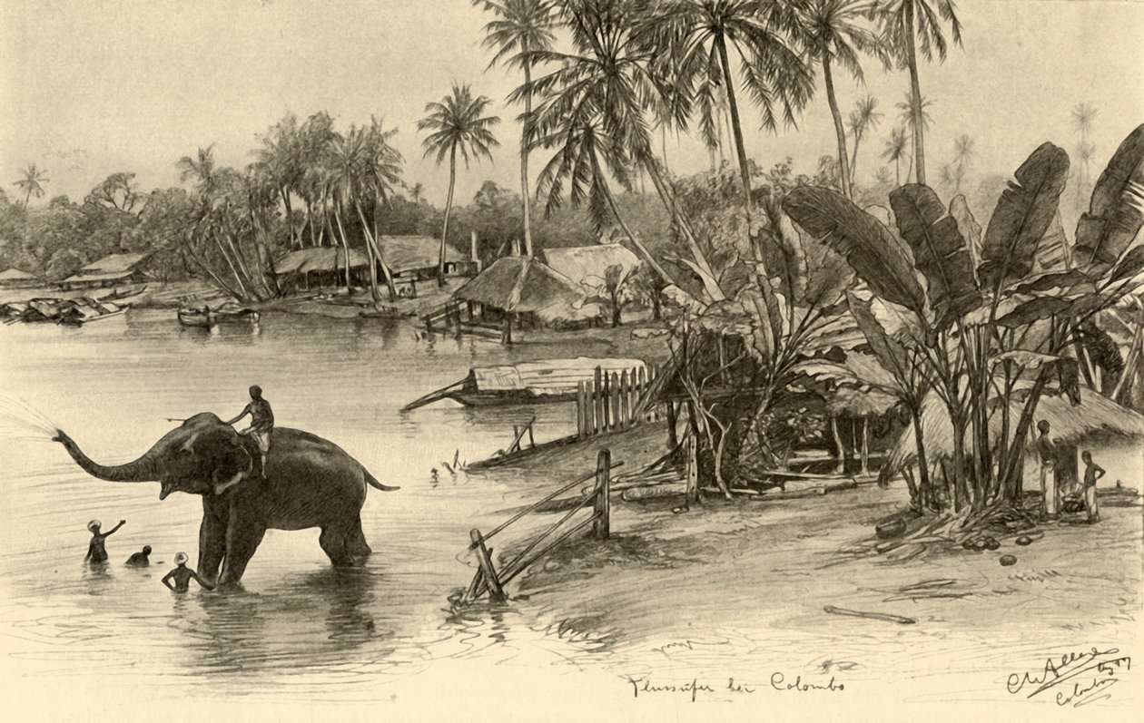 Washing an elephant in the river, Colombo, Ceylon by Christian Wilhelm Allers