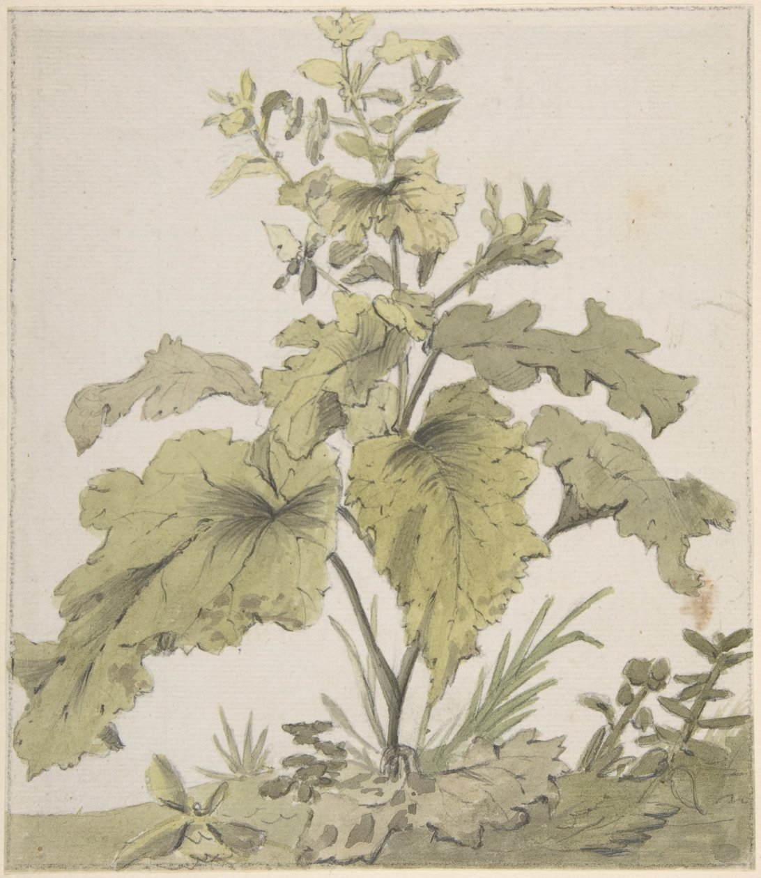 Study of a Plant by Christian Wilhelm Ernst Dietrich