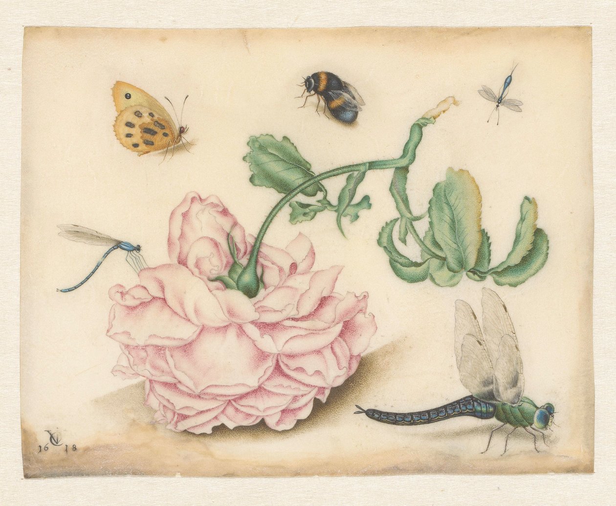 A Rose and Five Insects by Christoffel van den Berghe