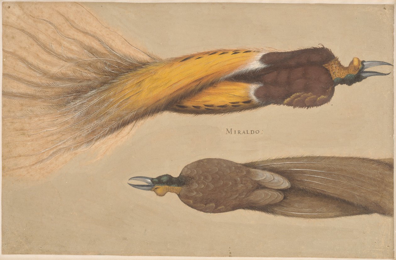 Two Dead Birds of Paradise, Male and Female by Christoph Amberger