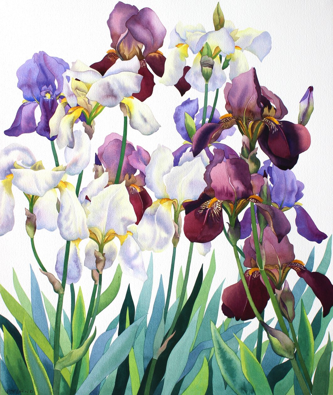 White and Purple Irises by Christopher Ryland