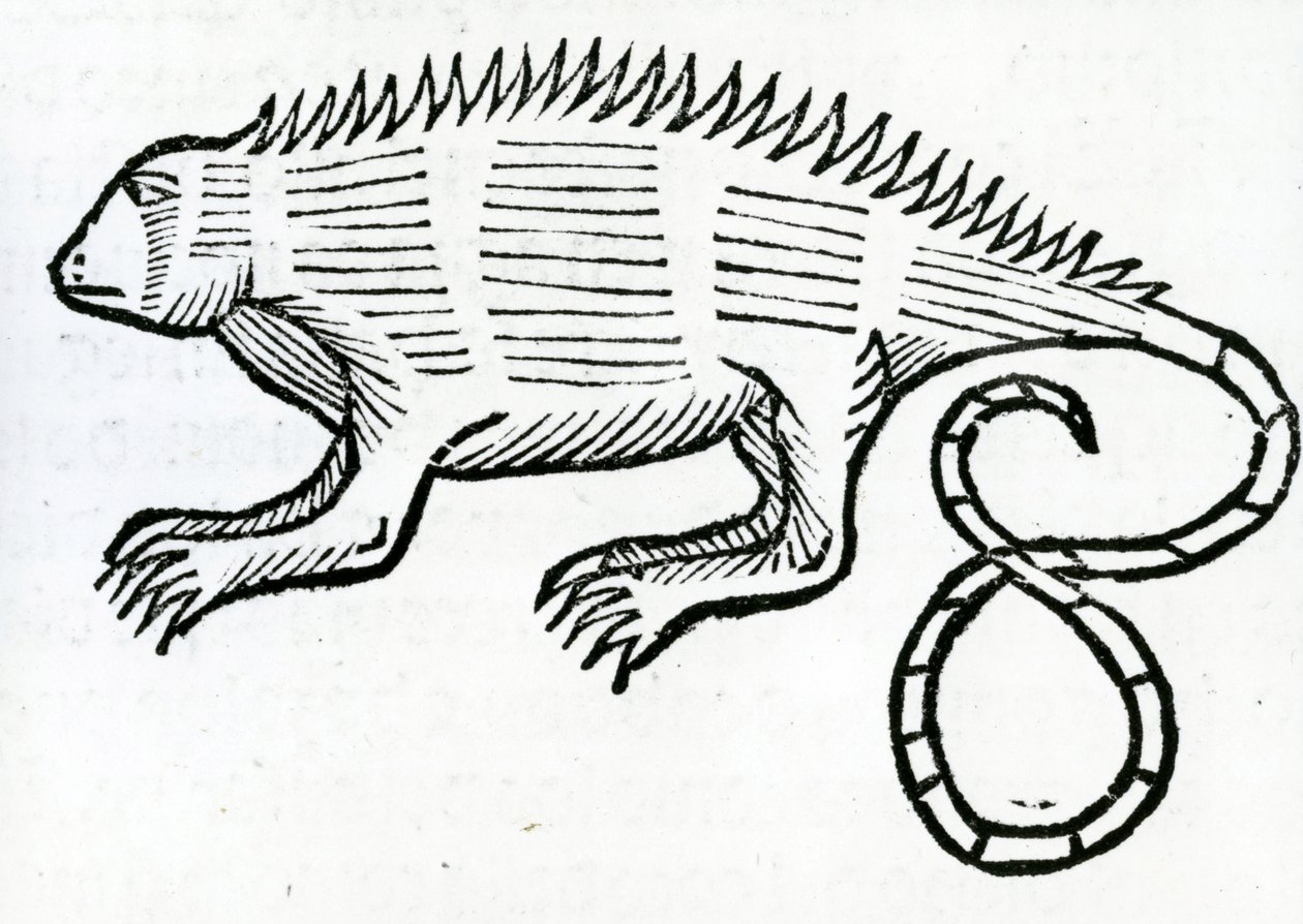 Iguana from 
