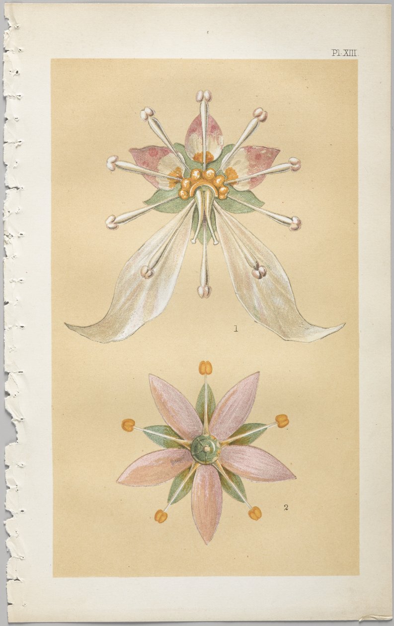 The Art of Decorative Design: With an Appendix, Giving the Hours of the Day at Which Flowers Open, Published by Day & Son, London, 1862 by Christopher Dresser