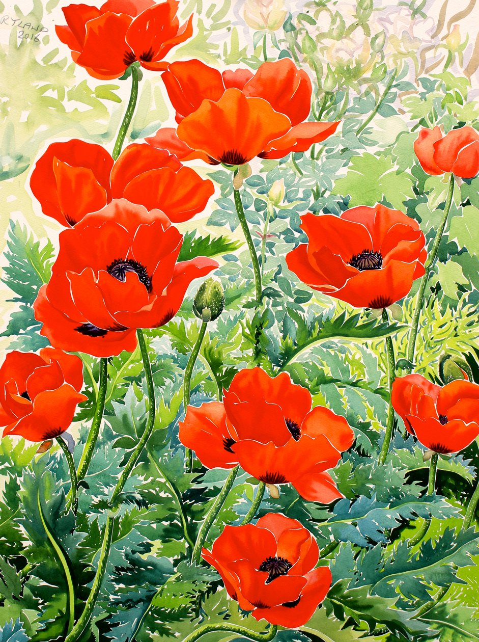 Garden Red Poppies by Christopher Ryland