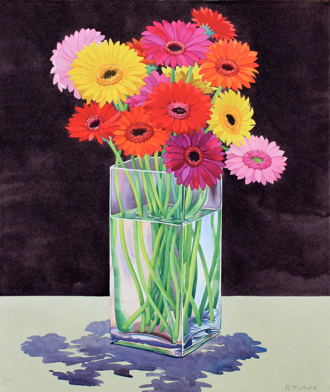 Gerberas by Christopher Ryland