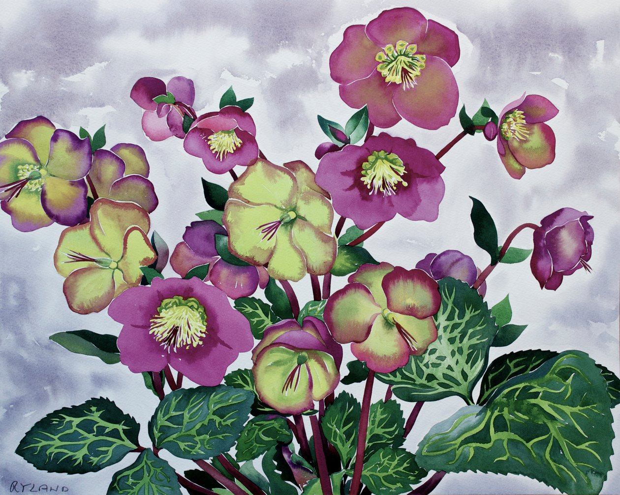 Helleborus by Christopher Ryland