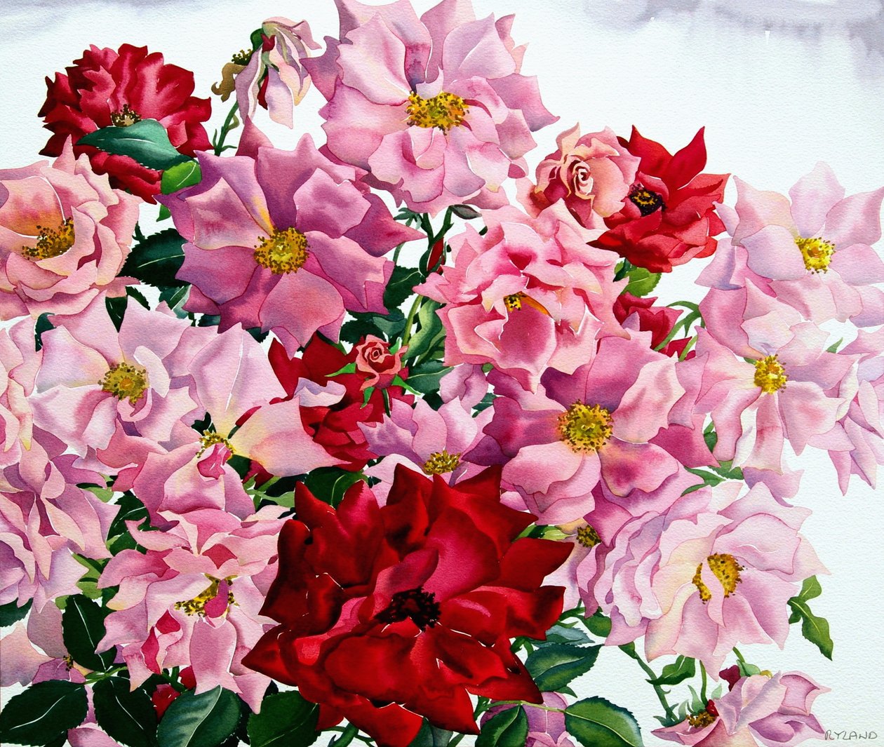 Red and Pink Roses, 2008 by Christopher Ryland