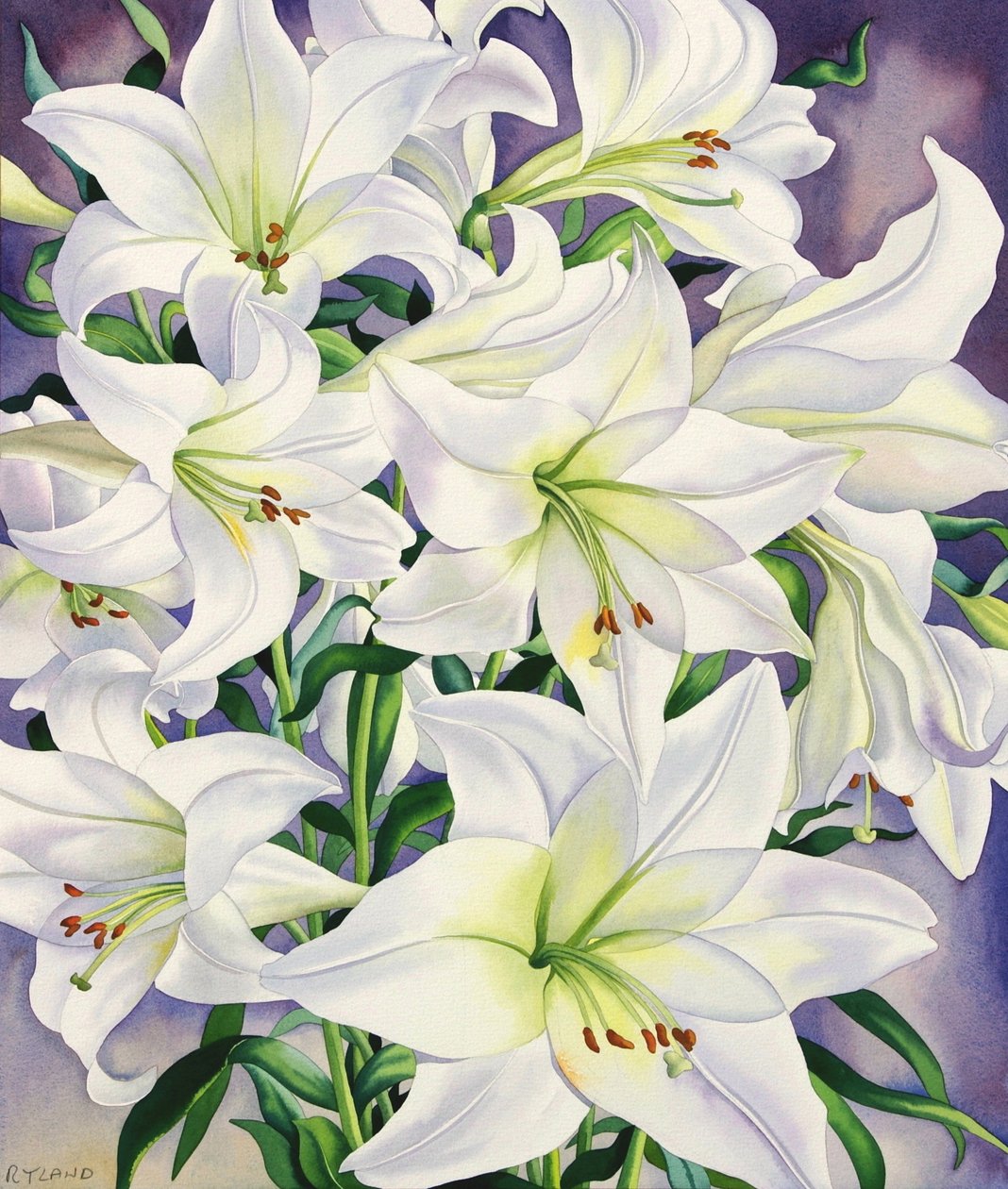 White Lilies, 2008 by Christopher Ryland