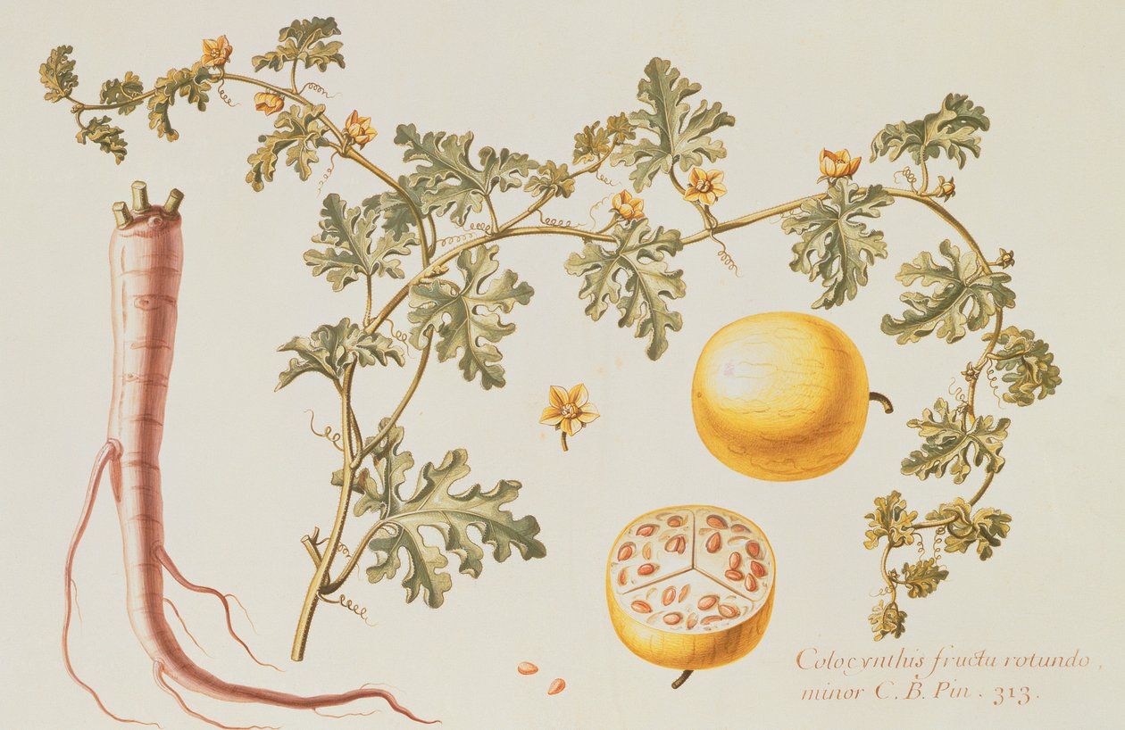 Citrullus Colocynthius (Bitter apple and Bitter cucumber) by Claude Aubriet