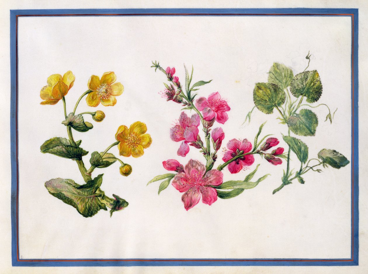 Marsh Marigold, Japonica, Violet by Claude Aubriet