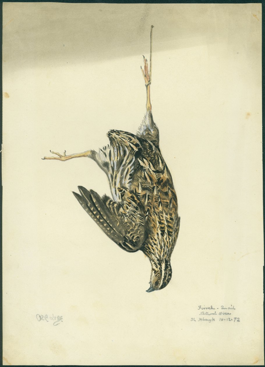 Quail by Claude Conder