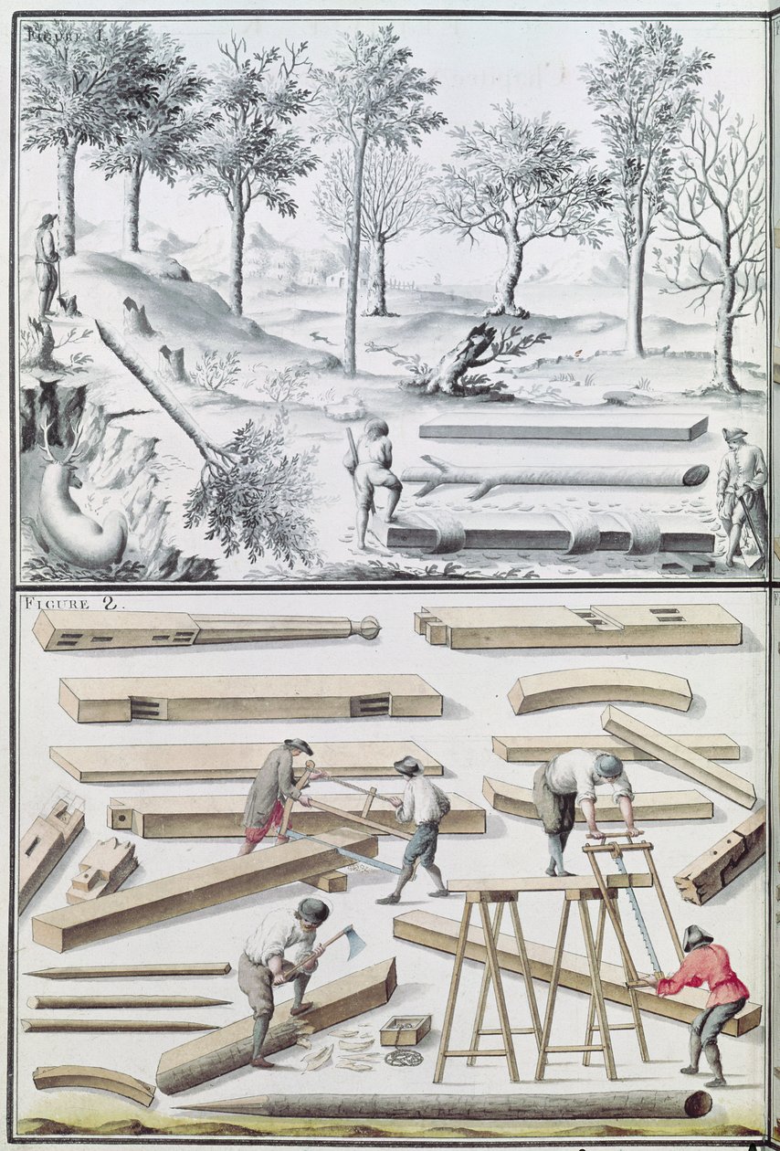 Different Species of Tree and Sawing Logs, from 