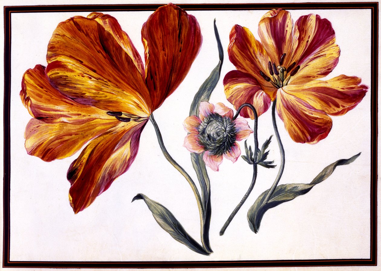 Tulips and Anenome, c.1690 by Claude Aubriet