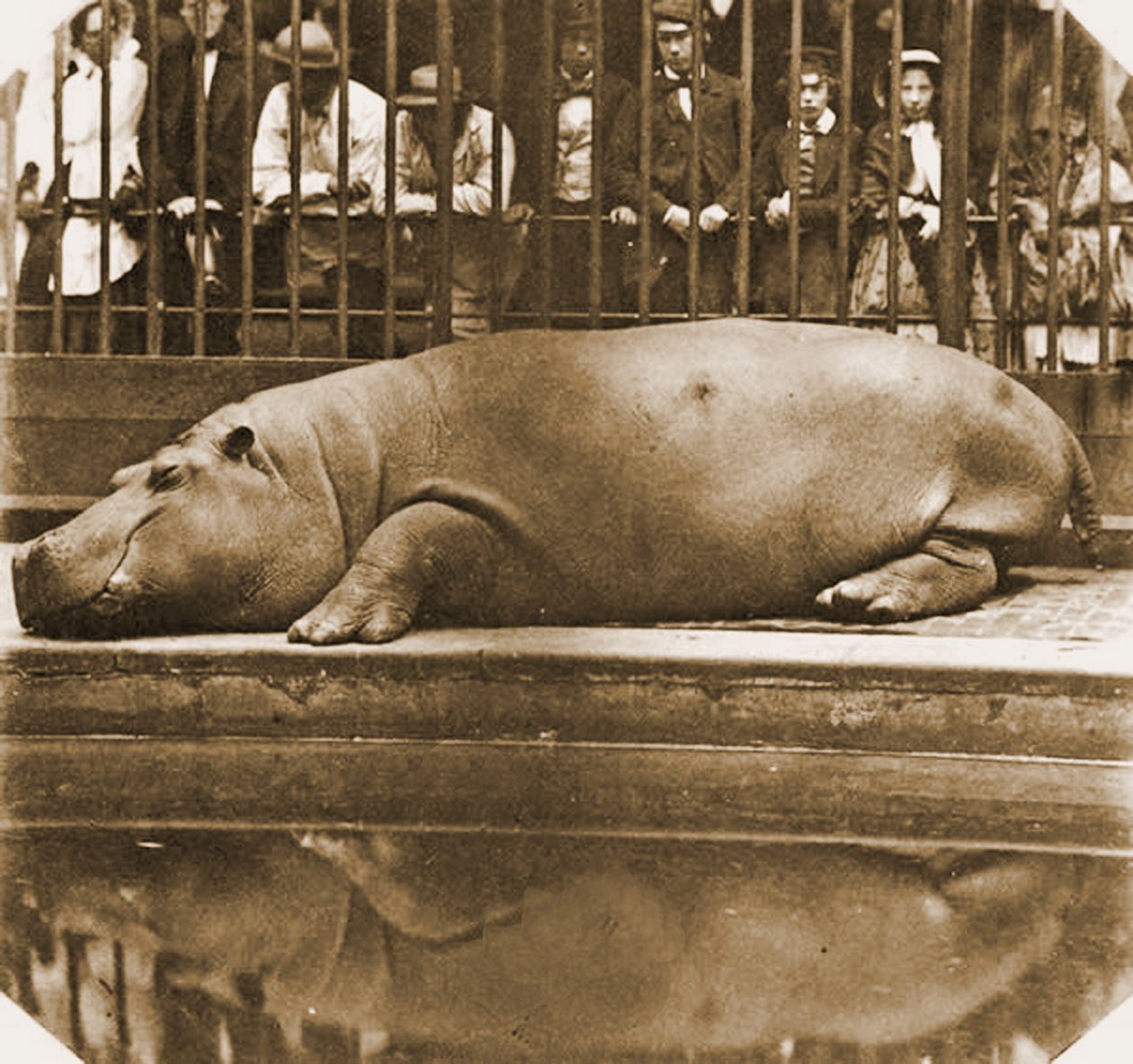 Obaysch the Hippopotamus, London Zoo by Comte de Montizón Juan