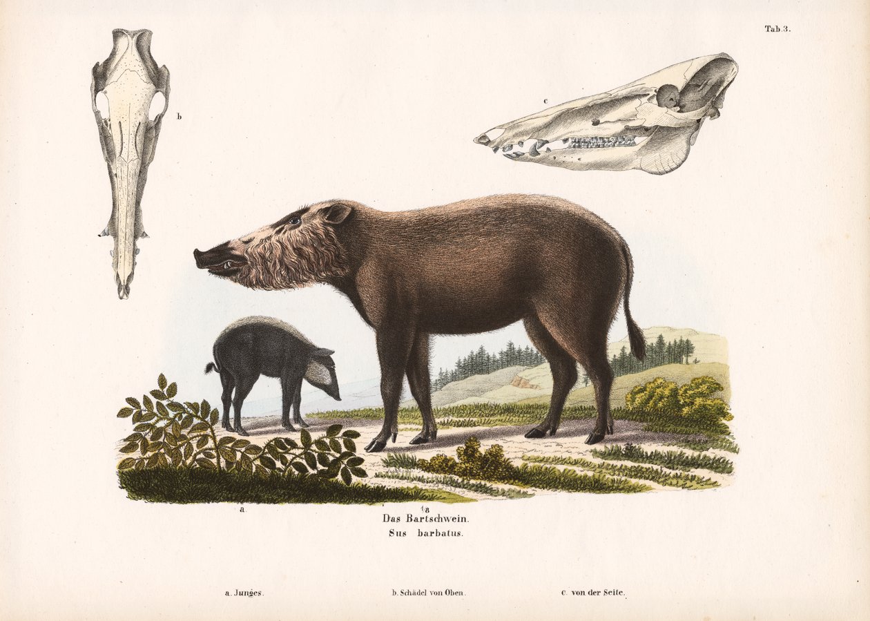 Bearded Pig with Young and Skull Views by Conrad Kull