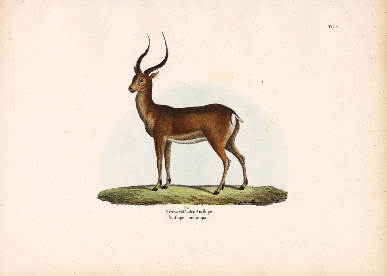 Black-footed Antelope by Conrad Kull