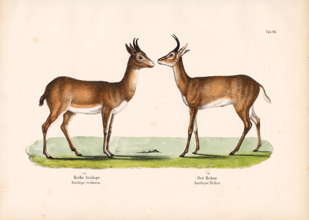 Bohor Reedbuck and Common Reedbuck by Conrad Kull