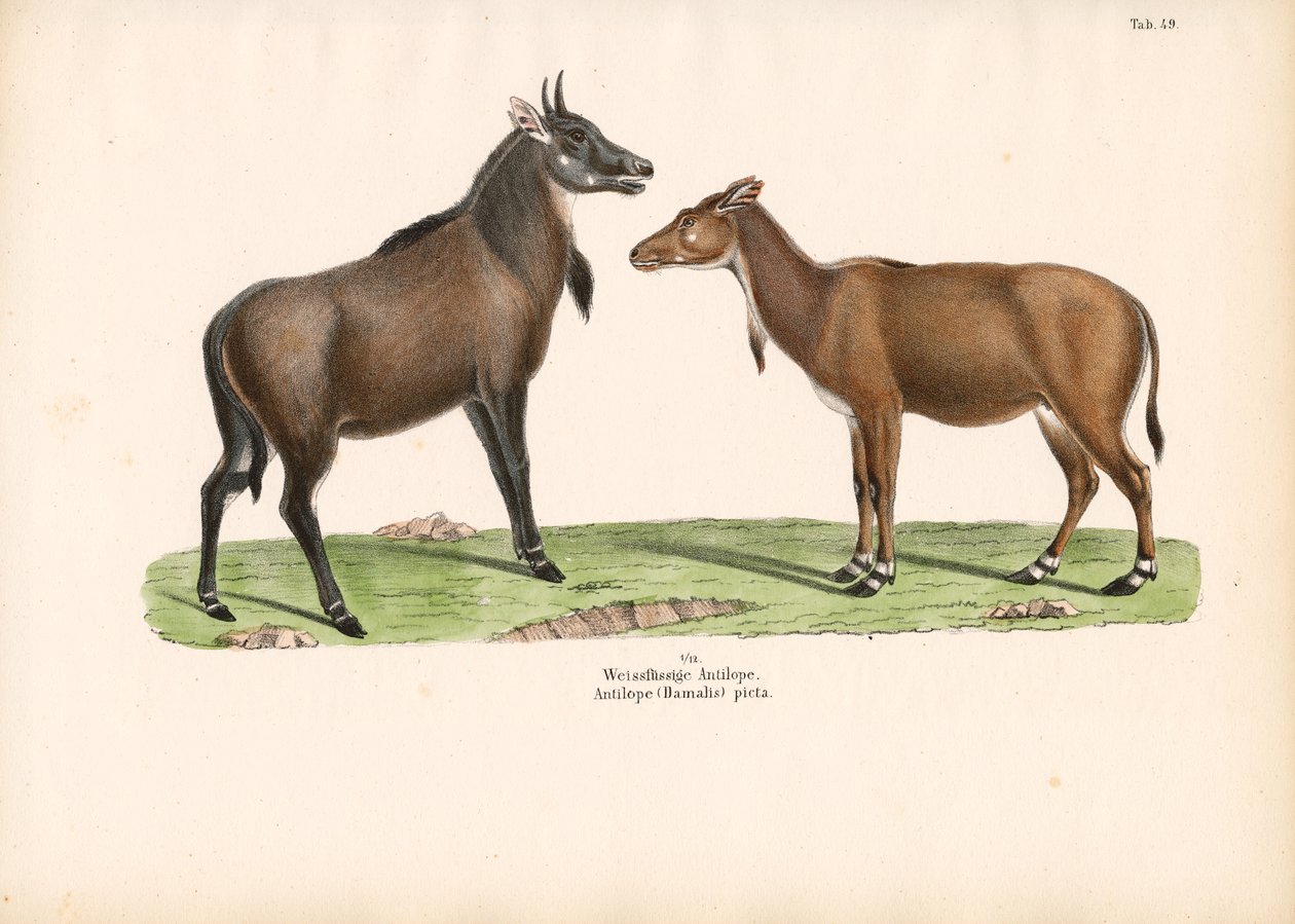 Bontebok or Blesbok by Conrad Kull
