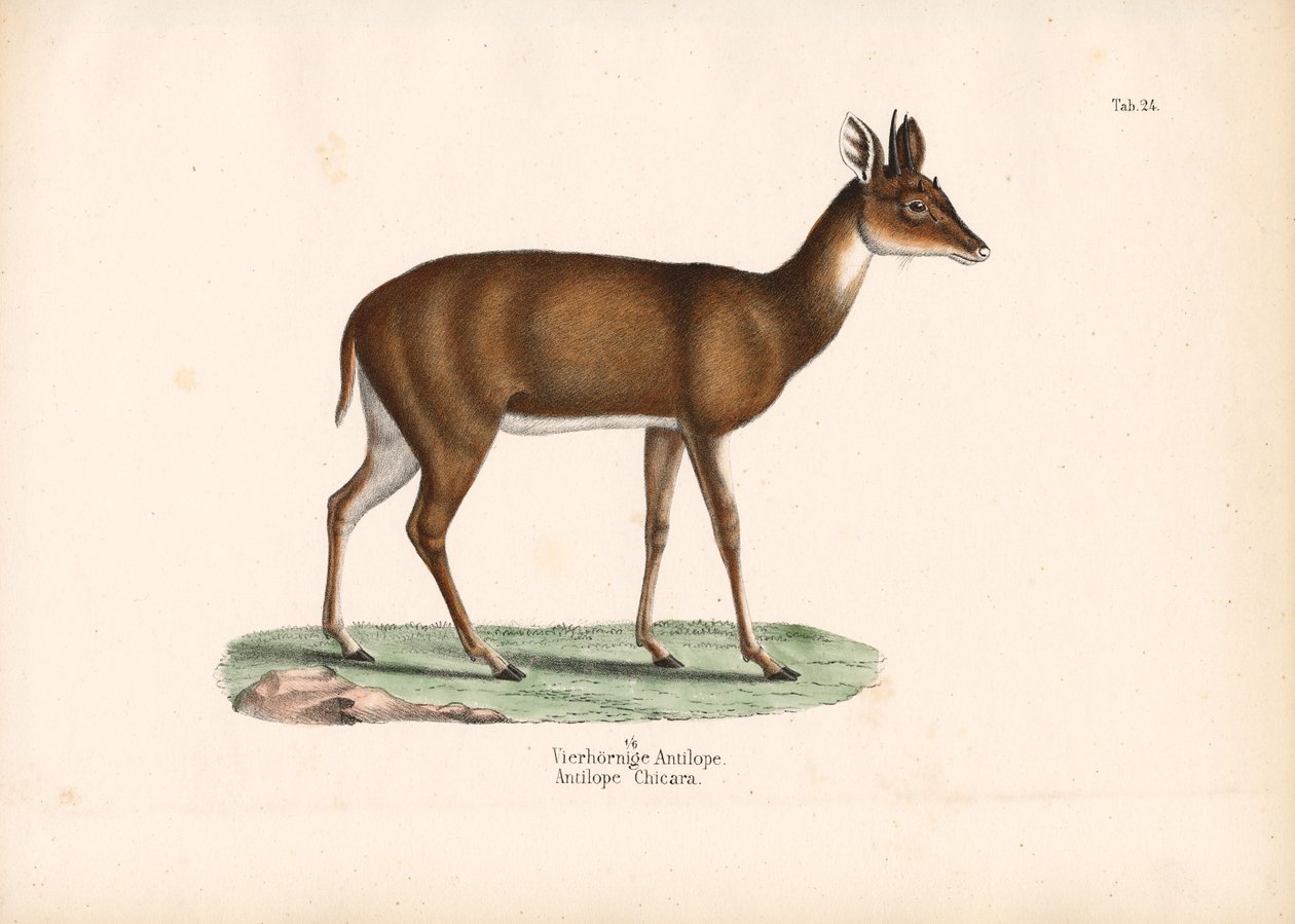 Four-horned Antelope by Conrad Kull
