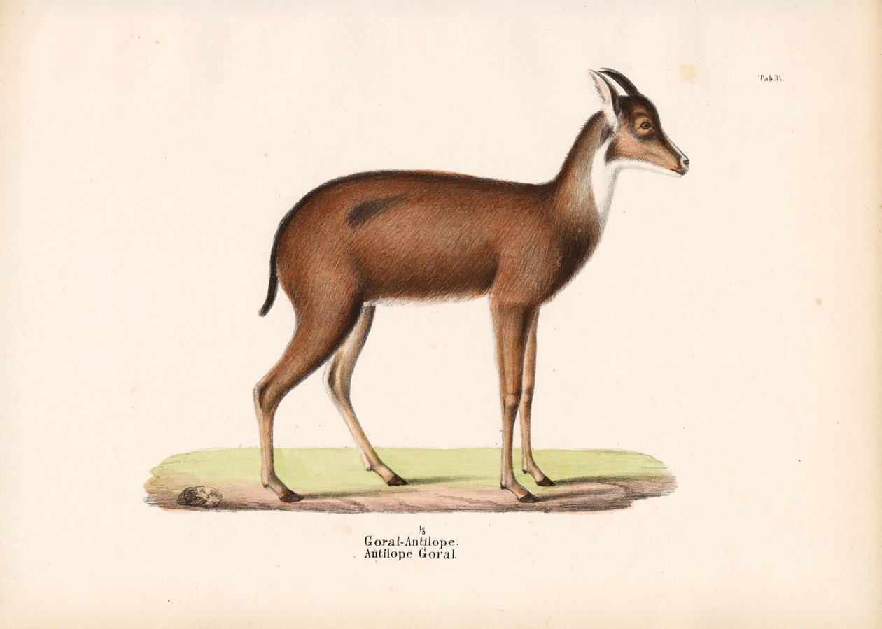 Goral Antelope in Profile by Conrad Kull