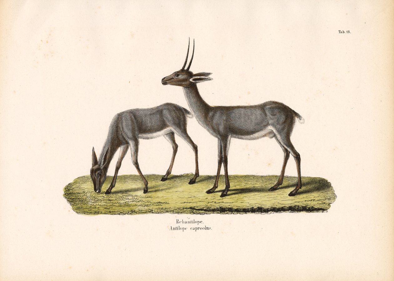 Grey Rhebok by Conrad Kull