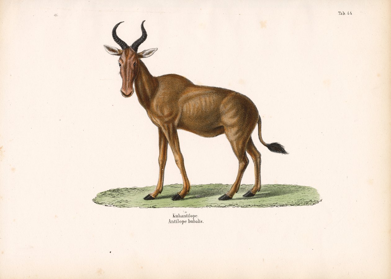 Hartebeest by Conrad Kull