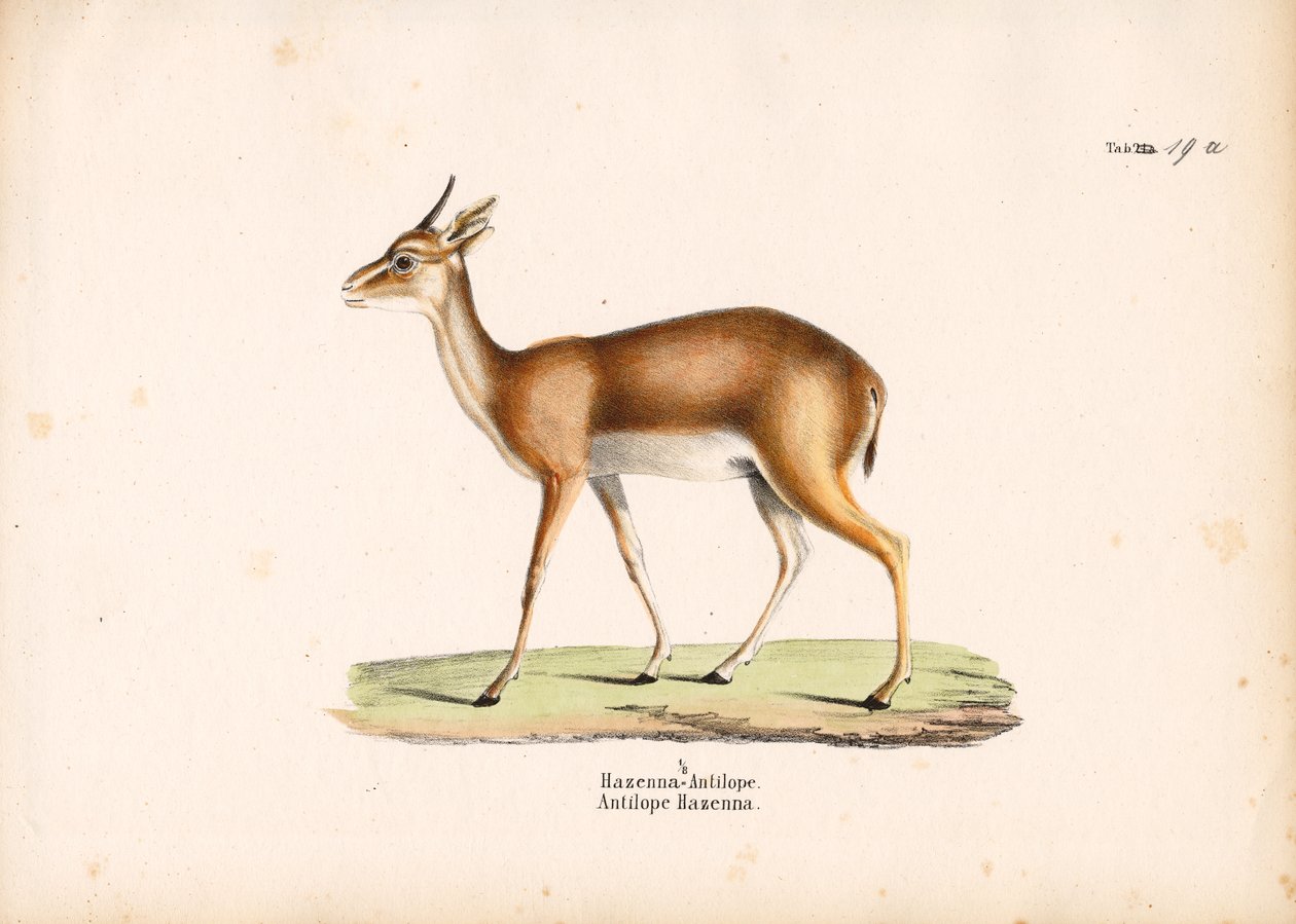 Hazenna Antelope in Profile by Conrad Kull
