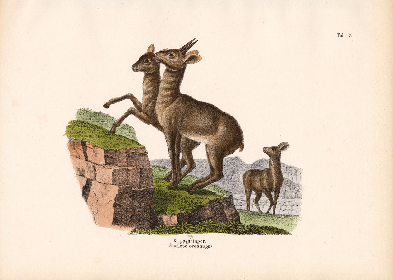 Klipspringer by Conrad Kull