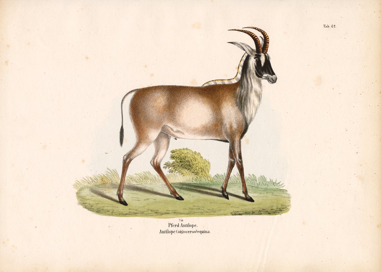 Roan Antelope by Conrad Kull