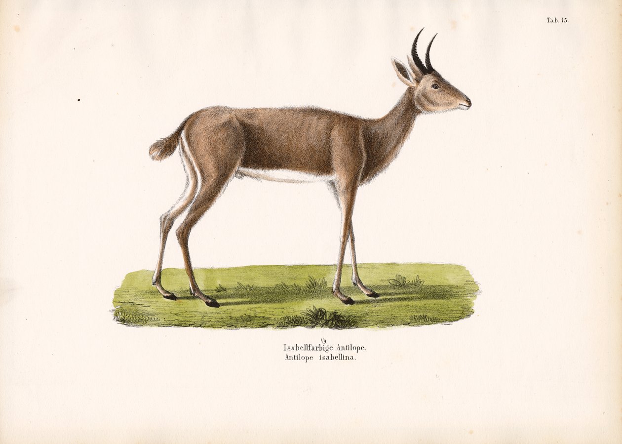 Steenbok by Conrad Kull