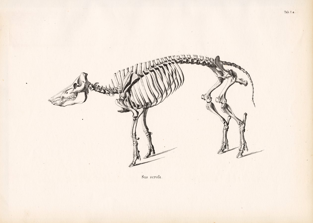 Wild Boar Skeleton by Conrad Kull