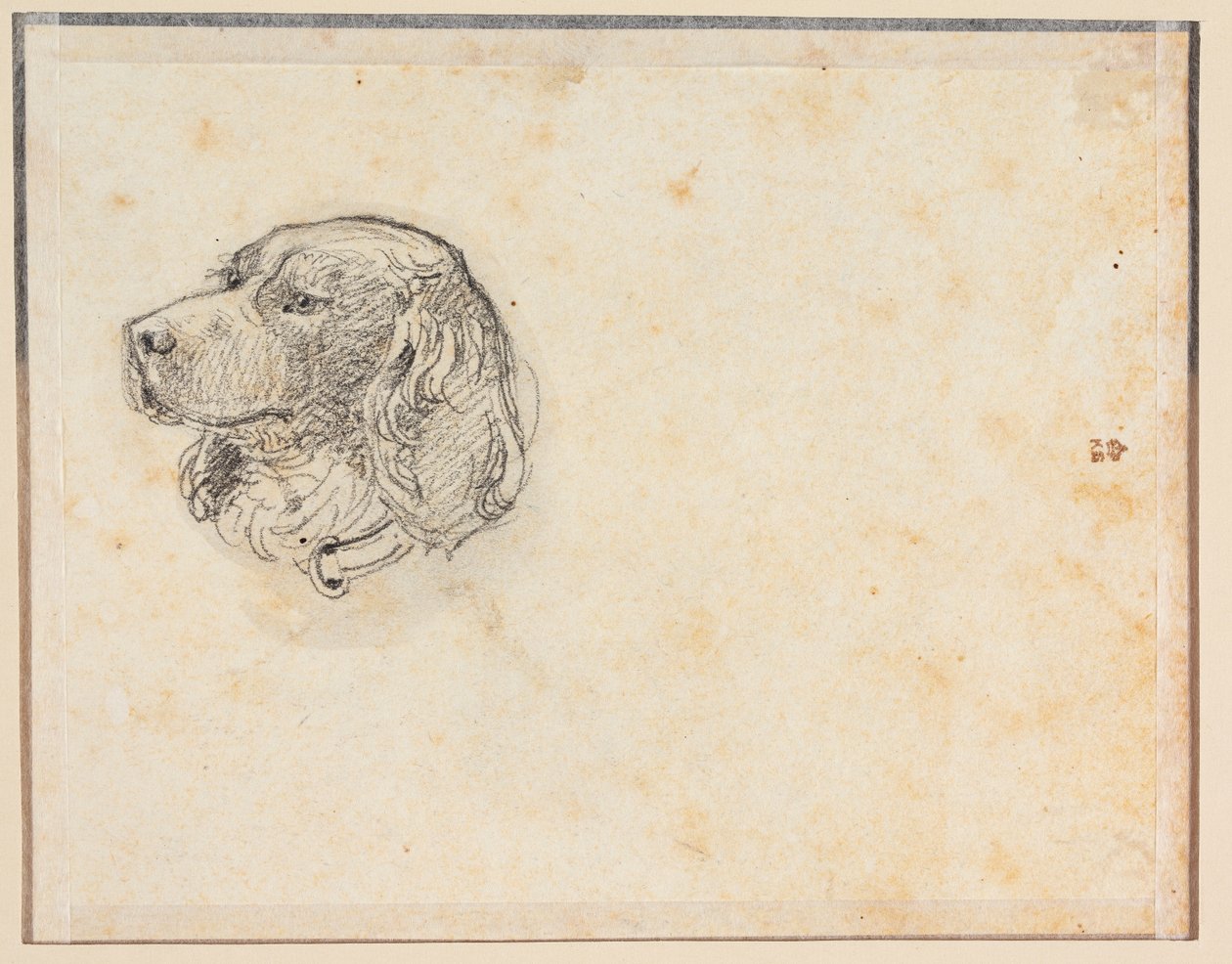 A Dog