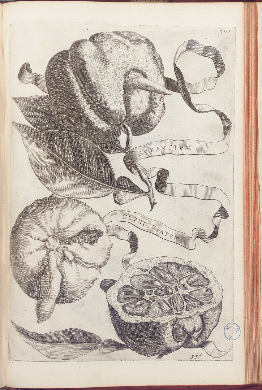 Horned Orange, plate 409 from 