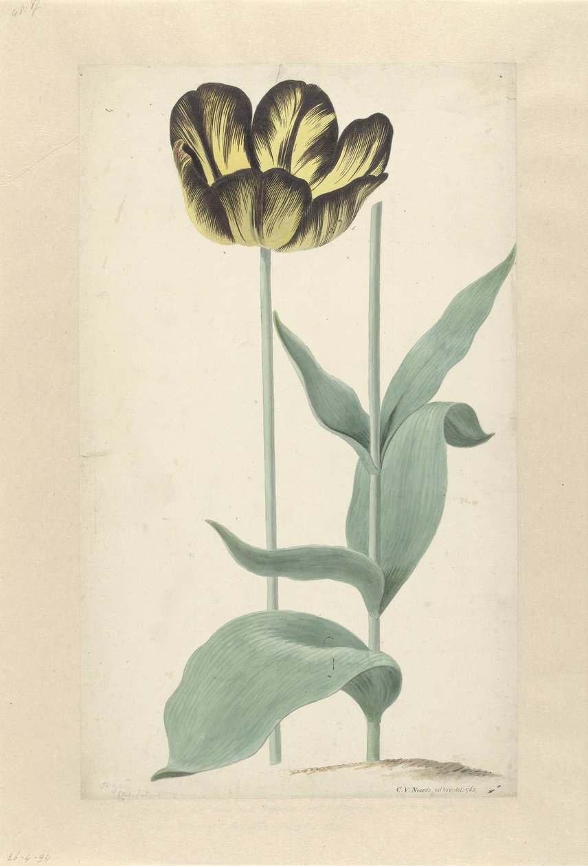 The Tulip Bizard Catafalque by Cornelis van Noorde