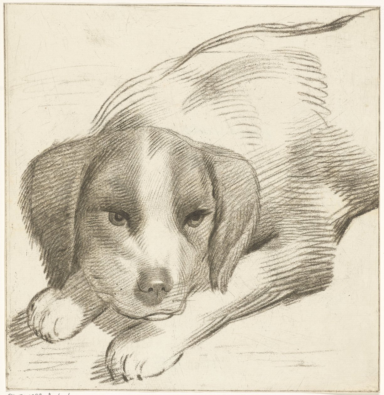 Lying Dog by Cornelis van Noorde