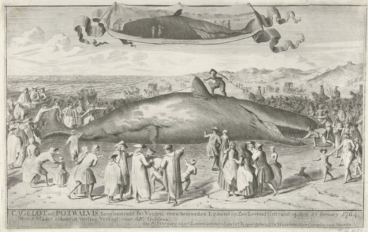 Sperm Whale Stranded at Egmond aan Zee, 1764 by Cornelis van Noorde